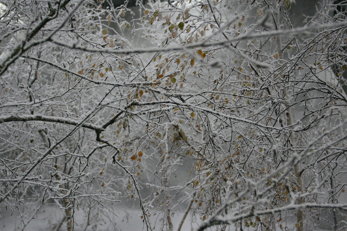 Bare tree branches covered in realistic fake snow made of recycled paper