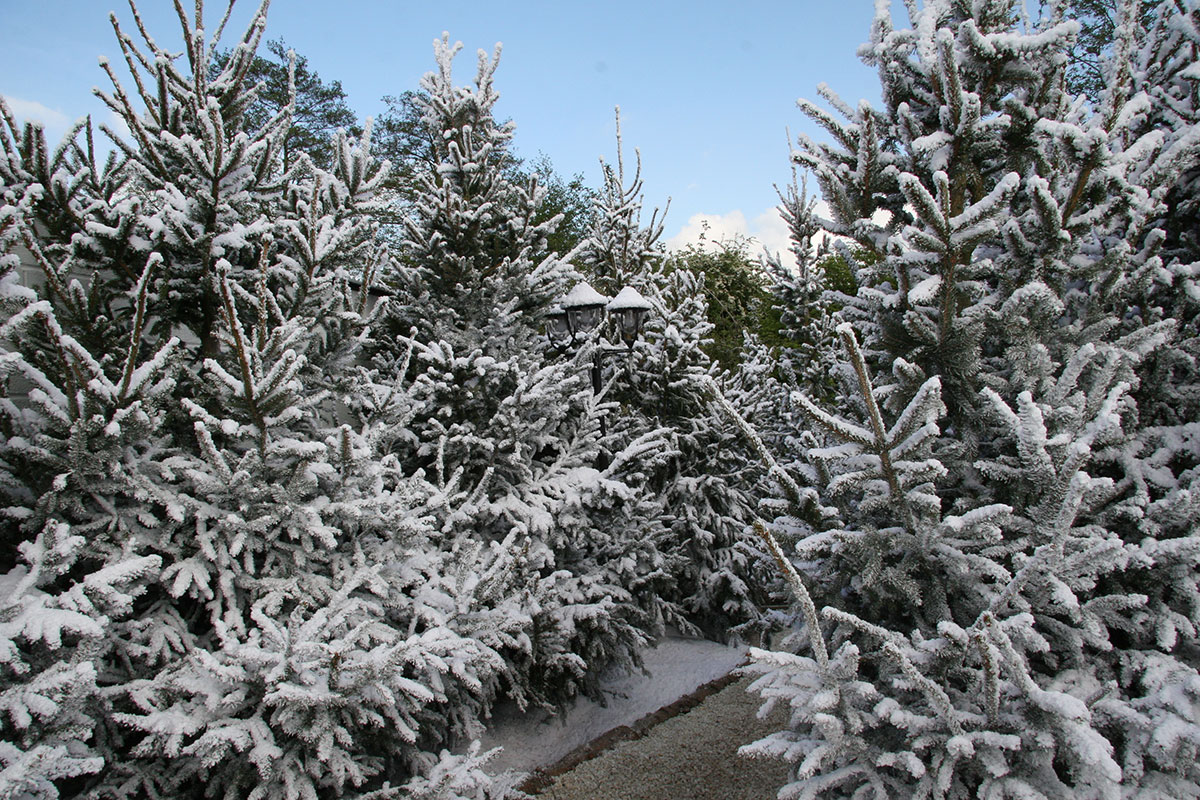 Snow flock on trees by Snow Business