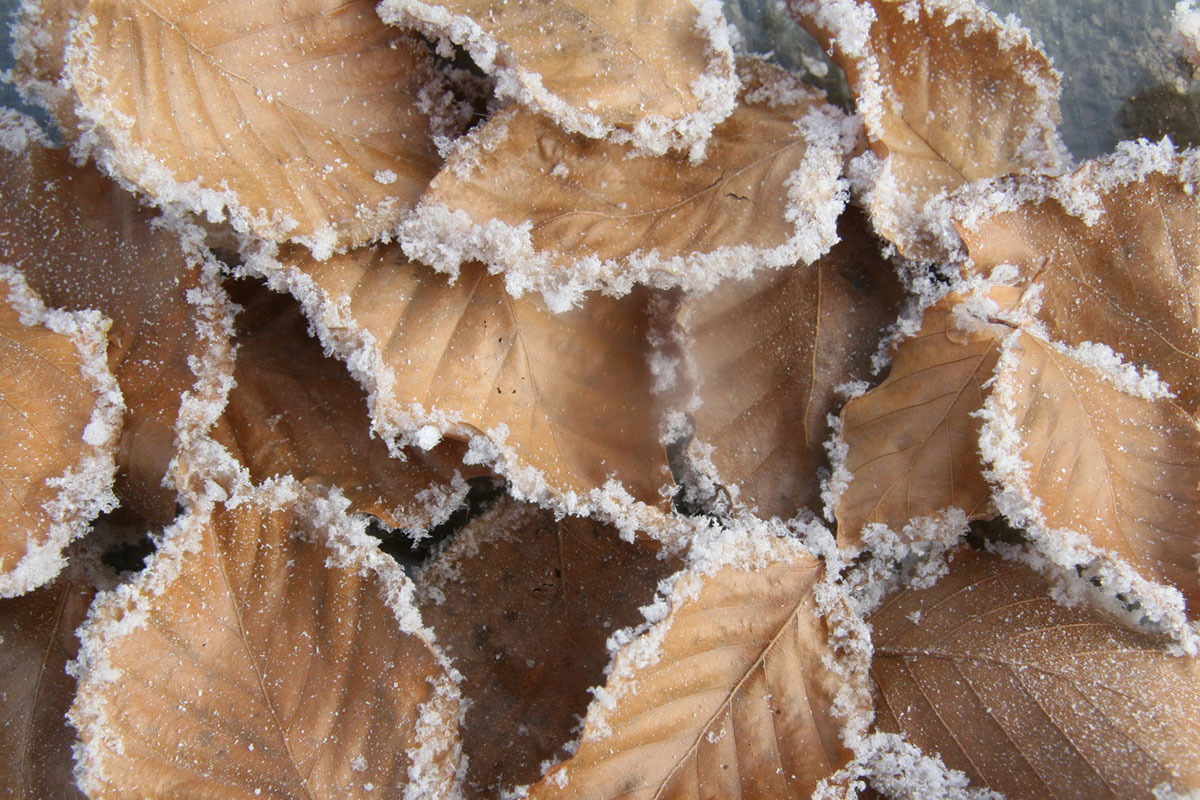 Hoarfrost on leaves, created by Snow Business